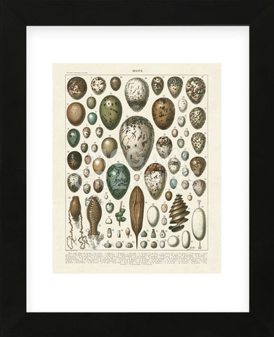 Oeufs (Framed) -  Adolphe Millot - McGaw Graphics