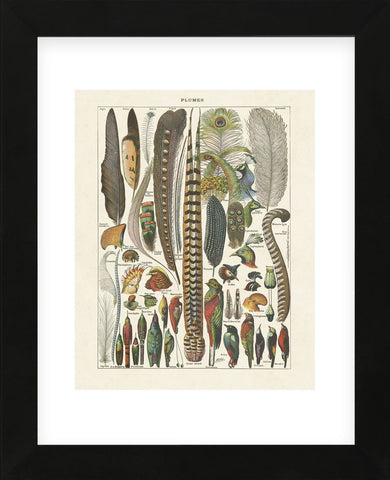 Plumes (Framed) -  Adolphe Millot - McGaw Graphics