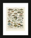 Poissons I (Framed) -  Adolphe Millot - McGaw Graphics