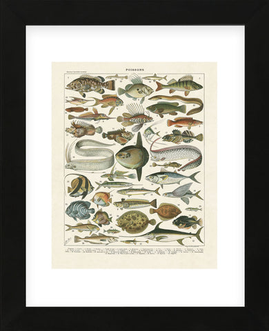 Poissons I (Framed) -  Adolphe Millot - McGaw Graphics