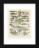 Poissons II (Framed) -  Adolphe Millot - McGaw Graphics