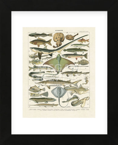 Poissons II (Framed) -  Adolphe Millot - McGaw Graphics