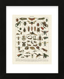 Insectes I (Framed) -  Adolphe Millot - McGaw Graphics