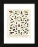 Insectes II (Framed) -  Adolphe Millot - McGaw Graphics