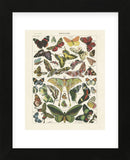 Papillons I (Framed) -  Adolphe Millot - McGaw Graphics