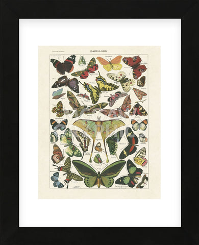 Papillons I (Framed) -  Adolphe Millot - McGaw Graphics