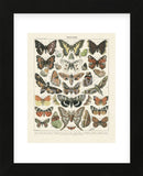 Papillons II (Framed) -  Adolphe Millot - McGaw Graphics