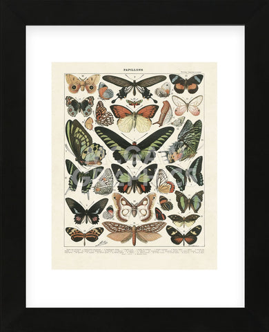 Papillons III (Framed) -  Adolphe Millot - McGaw Graphics