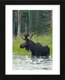 Moose Alert (Framed) -  Orah Moore - McGaw Graphics