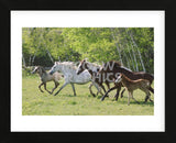 Running Free (Framed) -  Orah Moore - McGaw Graphics