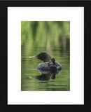 Sitting Pretty (Framed) -  Orah Moore - McGaw Graphics