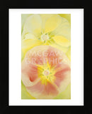 Pink and Yellow Hollyhocks, 1952 (Framed) -  Georgia O'Keeffe - McGaw Graphics