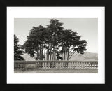 Cypress Trees and Balusters  (Framed) -  Christian Peacock - McGaw Graphics