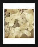 Hydrangeas 1 (Framed) -  Dawne Polis - McGaw Graphics