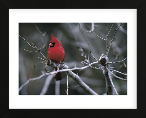 Cardinal (Framed) -  Art Wolfe - McGaw Graphics