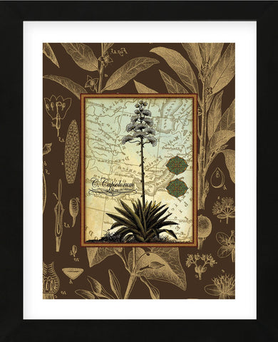 C. Capsolorum  (Framed) -  Karl Rattner - McGaw Graphics