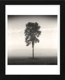 Tree, Study #1  (Framed) -  Andrew Ren - McGaw Graphics