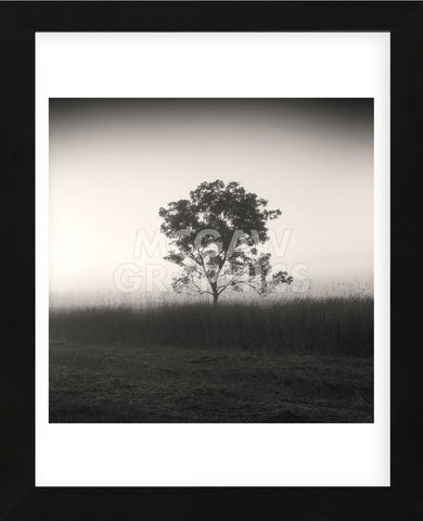 Tree, Study #3  (Framed) -  Andrew Ren - McGaw Graphics