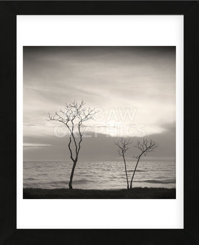 Tree, Study #4  (Framed) -  Andrew Ren - McGaw Graphics
