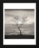 Tree, Study #5  (Framed) -  Andrew Ren - McGaw Graphics