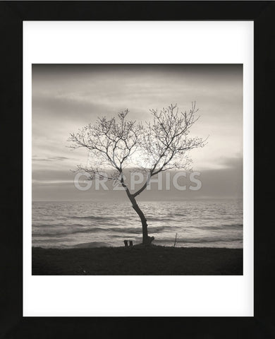 Tree, Study #5  (Framed) -  Andrew Ren - McGaw Graphics