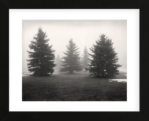 Tree, Study #6  (Framed) -  Andrew Ren - McGaw Graphics