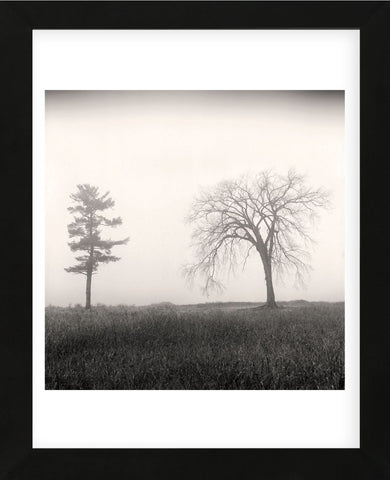 Tree, Study #8  (Framed) -  Andrew Ren - McGaw Graphics