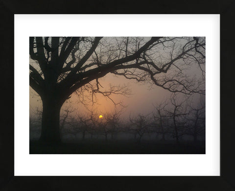 Foggy Oak (Framed) -  Erik Richards - McGaw Graphics