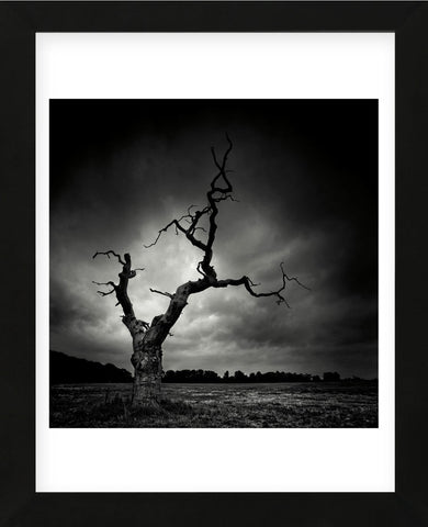 The Last Tree (Framed) -  Marcin Stawiarz - McGaw Graphics
