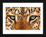 Leopard Eyes Painting (Framed) -  Sarah Stribbling - McGaw Graphics