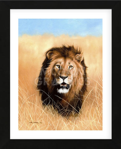 African Savannah Lion (Framed) -  Sarah Stribbling - McGaw Graphics