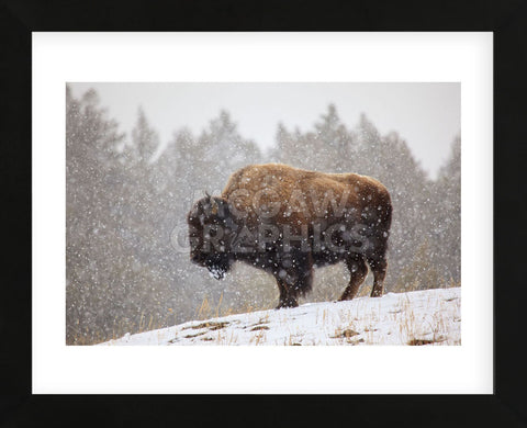 Bison in Snow (Framed) -  Jason Savage - McGaw Graphics