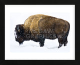 Winter Bison (Framed) -  Jason Savage - McGaw Graphics