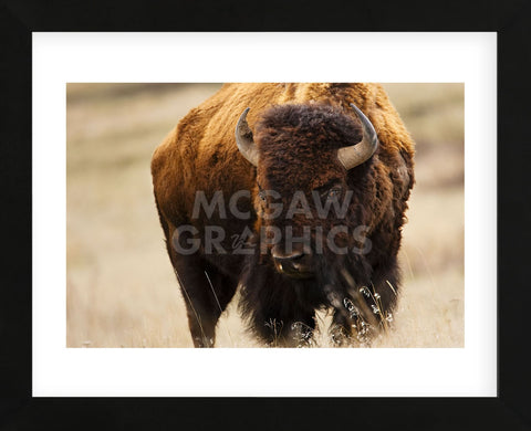 Montana Bison (Framed) -  Jason Savage - McGaw Graphics