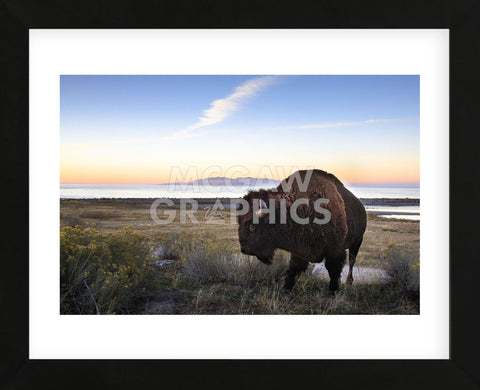 Utah Bison (Framed) -  Jason Savage - McGaw Graphics
