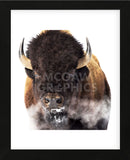 Yellowstone Bison (Framed) -  Jason Savage - McGaw Graphics