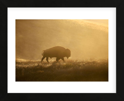 Bison (Framed) -  Jason Savage - McGaw Graphics