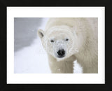 Polar Bear (Framed) -  Jason Savage - McGaw Graphics