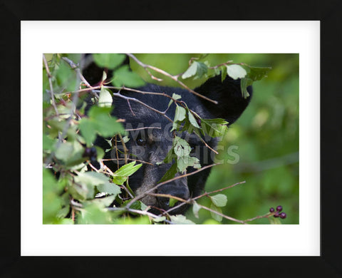 Glacier National Park Black Bear (Framed) -  Jason Savage - McGaw Graphics