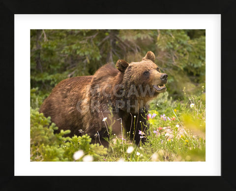 Grizzly Bear (Framed) -  Jason Savage - McGaw Graphics