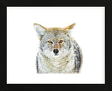 Winter Coyote (Framed) -  Jason Savage - McGaw Graphics