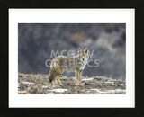 Yellowstone Coyote (Framed) -  Jason Savage - McGaw Graphics