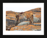 Churchill Red Fox (Framed) -  Jason Savage - McGaw Graphics