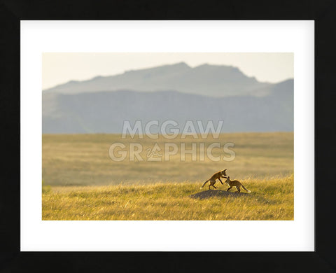 Montana Fox Kits (Framed) -  Jason Savage - McGaw Graphics