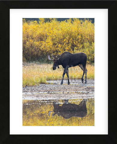 Fall Moose (Framed) -  Jason Savage - McGaw Graphics