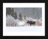 Yellowstone Moose (Framed) -  Jason Savage - McGaw Graphics