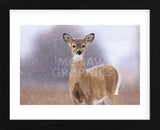 Winter White-tailed Deer (Framed) -  Jason Savage - McGaw Graphics