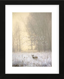 White-tailed Deer in Fog (Framed) -  Jason Savage - McGaw Graphics