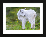 Mountain Goat Kid (Framed) -  Jason Savage - McGaw Graphics