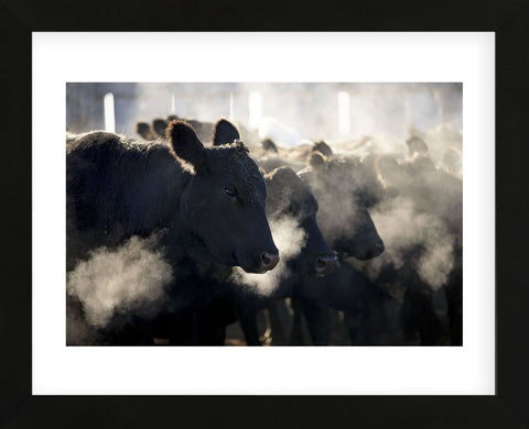 Montana Cattle (Framed) -  Jason Savage - McGaw Graphics